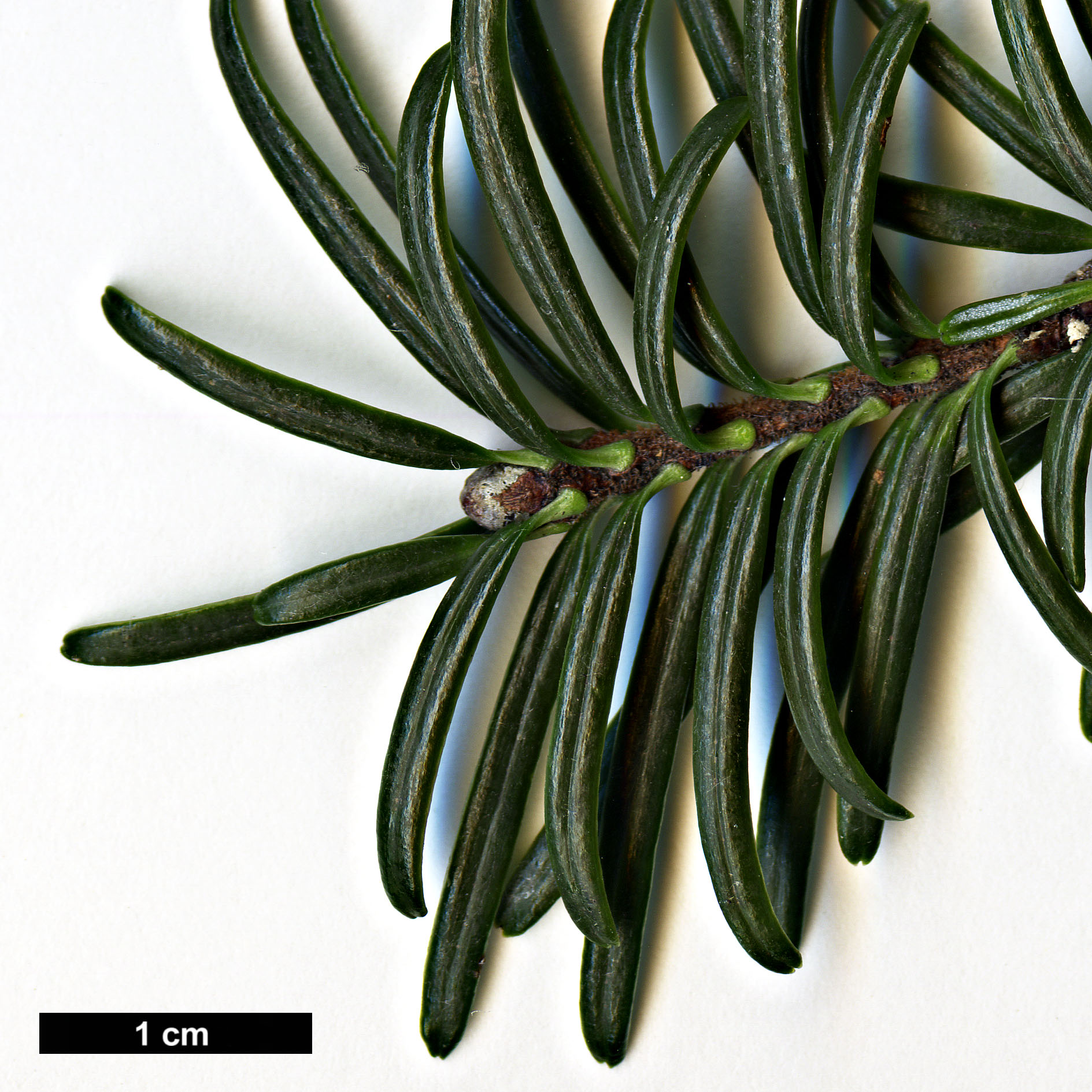 High resolution image: Family: Pinaceae - Genus: Abies - Taxon: forrestii - SpeciesSub: var. ferreana